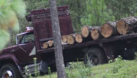 Juez ordena detener tala de 273 hectáreas en Jolotzingo, Edomex