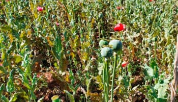 Campesinos que viven en zonas donde cultiva mariguana y amapola son apoyados con programa Sembrando Vida | Entérate