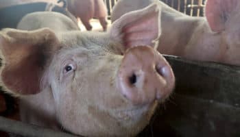 Ambientalistas exigen frenar grave contaminación que generan granjas porcinas en México