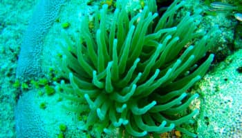 Misterios marinos en #Niñonautas | Video