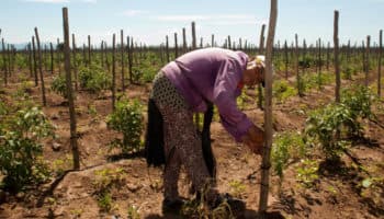 Tierra e igualdad: Por el reconocimiento de los derechos agrarios de las mujeres