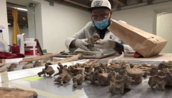 Recupera el INAH entierros del siglo XIX en panteón de San Fernando