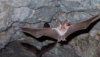 Descarta Salud Oaxaca más casos de rabia en la comunidad de Palo de Lima