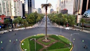 Ya llegó a la CDMX el ahuehuete que estará en la Glorieta de la Palma