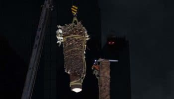 Retiran la palma de Paseo de la Reforma en CDMX; comienza consulta ciudadana