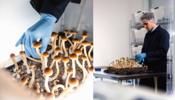 Realizan el primer ensayo con derivados de hongos alucinógenos autorizado por la FDA