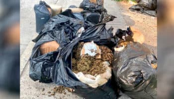 Asegura policía de León 90 kilos de marihuana abandonados en la calle
