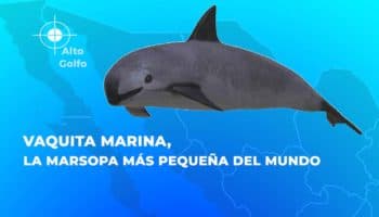 La Vaquita marina está aprendiendo a evitar redes de pesca, apunta estudio científico