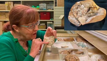 Descubren en Australia corazón fosilizado de 380 millones de años