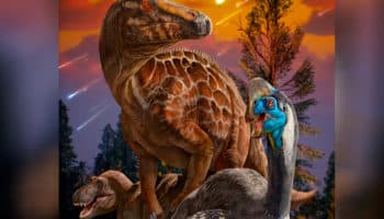 Huevos de dinosaurio arrojan pruebas sobre posible decadencia de la especie antes de su extinción
