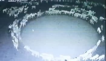 Decenas de ovejas caminan misteriosamente en círculos desde hace 10 días en China | Video