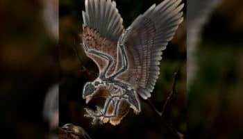 Hallan en China extraña ave con un cráneo casi idéntico al de un Tyrannosaurus Rex