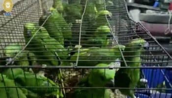 Aseguran 1,500 aves y dos monos en predio de Iztapalapa