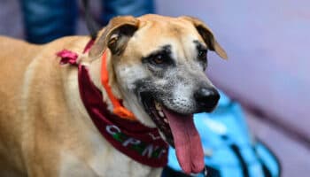 En calles del Edomex hay casi 2.5 millones de perros y gatos