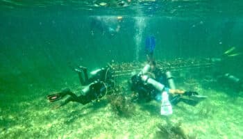 Guardianes del Arrecife: al rescate de los corales del Caribe mexicano