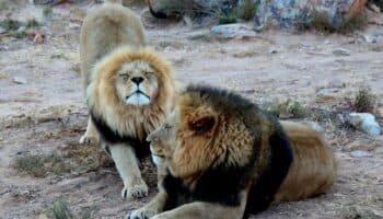 ¿Desde cuándo los leones comen humanos? Estudio analiza su dieta del pasado