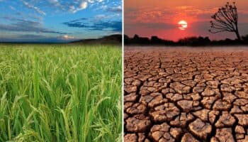 COP 16: ¿Lograremos paz con la naturaleza? | Video