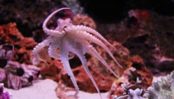 Pulpos buscan aguas más profundas ante el calentamiento de los océanos: UNAM