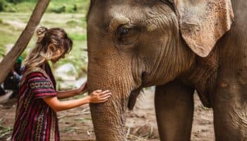 Muere una turista española al ser atacada por un elefante en Tailandia
