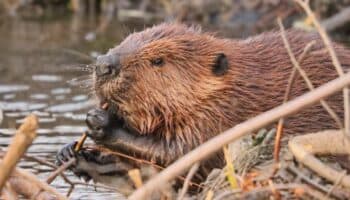 ¿Castores en la zona urbana de Monterrey? | Artículo de Carlos Galindo