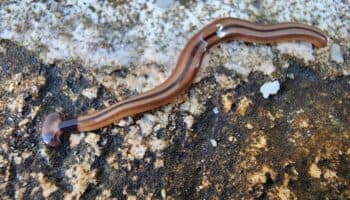 La silenciosa invasión de las planarias cabeza de martillo | Artículo de Carlos Galindo