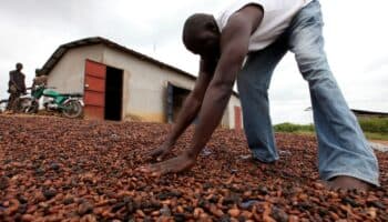 Santiago Gowland alerta que el 50% de la tierra apta para café desaparecerá | Reuters