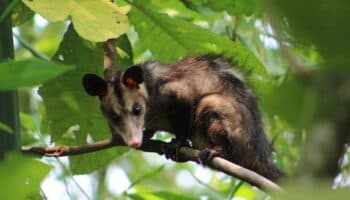 De tlacuaches y zarigüeyas: ¿cuántas especies viven en México?