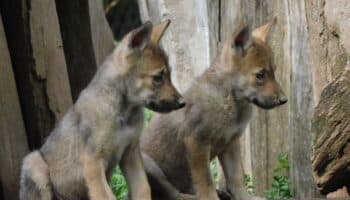 Vota Jesús Ernesto, hijo menor de AMLO, por primera vez