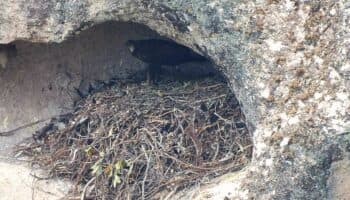 Águila real reaparece en la Sierra de Álica, Nayarit