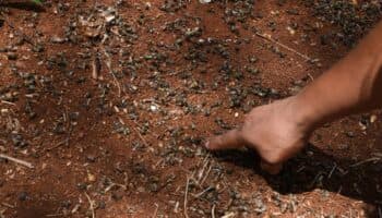 Hay que cambiar la forma de producir alimentos en México: Especialistas | Video