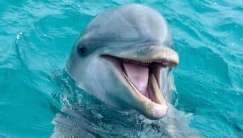 Ley Mincho | Creemos que esto es el fin de los delfinarios: Animal Heroes