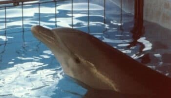 La autoridad no sabe cuántos delfines hay en cautiverio: Animal Heroes | Entérate