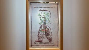 Una relectura de la herbolaria nahua en la nueva exposición del Jardín Botánico del IBUNAM