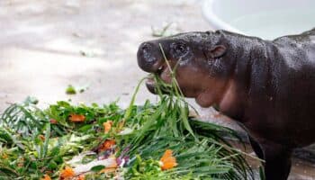 La célebre hipopótama Moo Deng cumple un año entre festejos