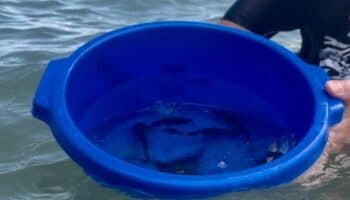 Liberan 40,000 crías de totoaba en Baja California Sur