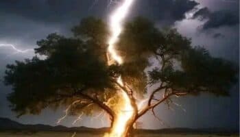 ¿Sabes porqué 320 millones de árboles quedan destruidos cada año? | Video