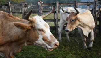 Industria de carne en México, en busca de nuevos mercados ante cierre de Estados Unidos