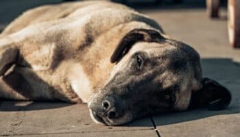 Mascotas 'abandonadas' por migrantes deportados agravan crisis en refugios animales