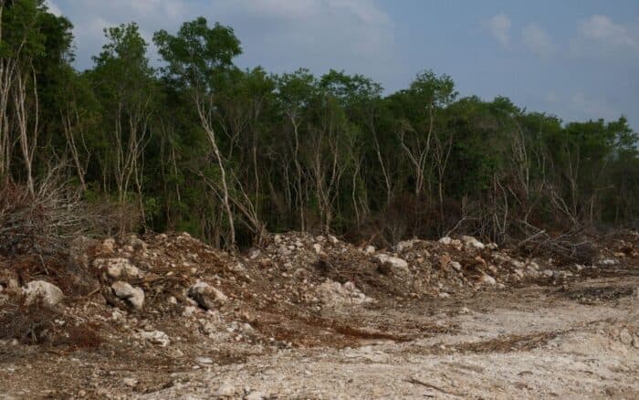 La selva maya está bajo grandes amenazas de destrucción: Patricia Orantes | Video