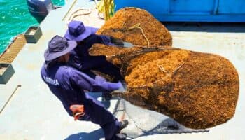 Quintana Roo estrena el primer Centro de Monitoreo de Sargazo del Caribe