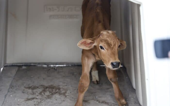 Impulsan Comisión de Bienestar Animal en el Congreso