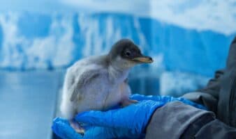 Hito ambiental: Pingüinos Gentoo nacen en CDMX