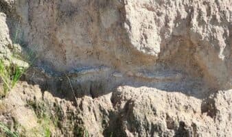 INAH resguarda fósiles encontrados en Puebla