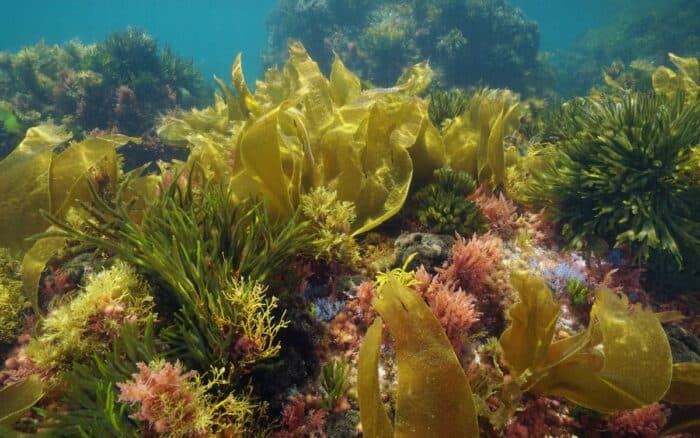 Alga tóxica en Australia ha matado a miles de animales marinos, revela estudio