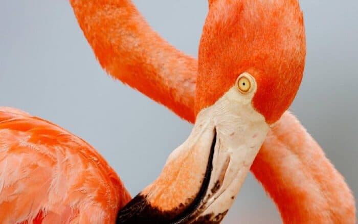 “Flamingos: la vida después del meteorito, es una celebración de resiliencia”: Lorenzo Hagerman