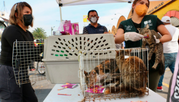 Rescatamos 26 gatos del mercado de Sonora; no los afectó el incendio, sino condiciones en que estaban: Agencia de Atención Animal | Video