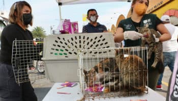 Recuerda penas por maltrato animal luego de rescates en Mercado de Sonora | Entérate