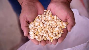 Tras amparo concedido a Monsanto, Conacyt seguirá cumpliendo decreto presidencial contra maíz transgénico y glifosato