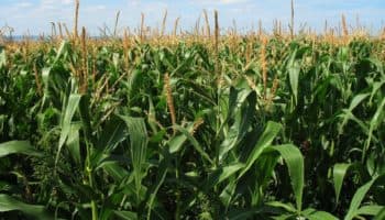 Agricultores mexicanos advierten "catástrofe alimentaria" por aranceles de EU