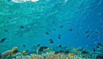 Cambio Climático: Registran la evidencia más profunda conocida de blanqueamiento en corales